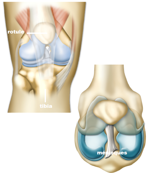 Anatomie du genou et l'aspect des ménisques.
