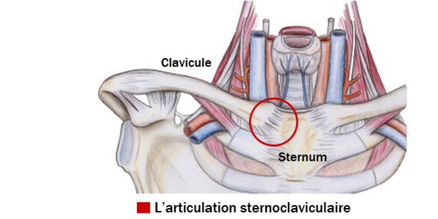 Articulation sternoclaviculaire 