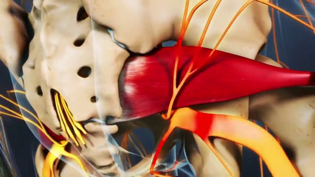 muscle piriforme