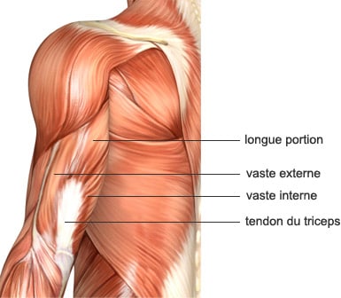anatomie du triceps 