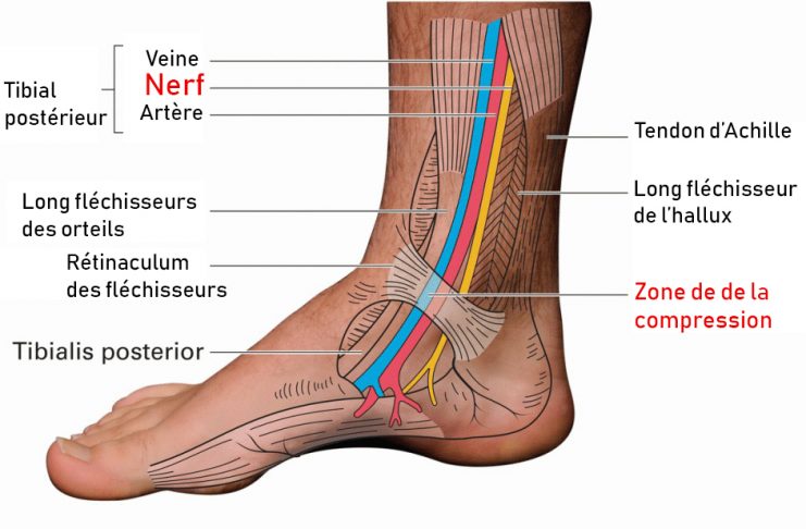 Cheville Et Pied