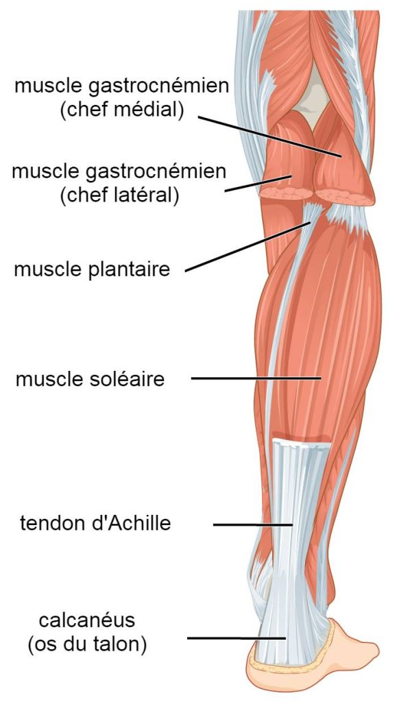 Anatomie du tendon d'Achille