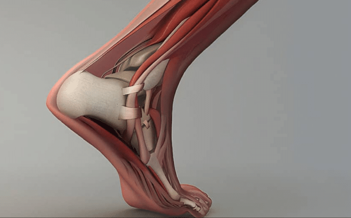 tendinopathies de la cheville